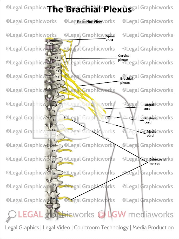 The Brachial Plexus