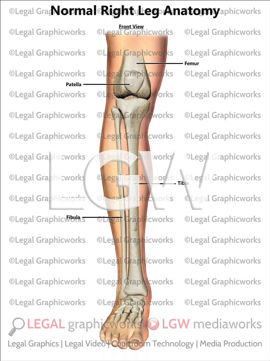 Normal Right Leg Anatomy