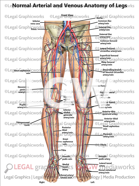 Normal Arterial and Venous Anatomy of Legs