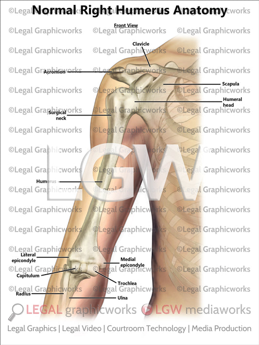 Normal Right Humerus Anatomy