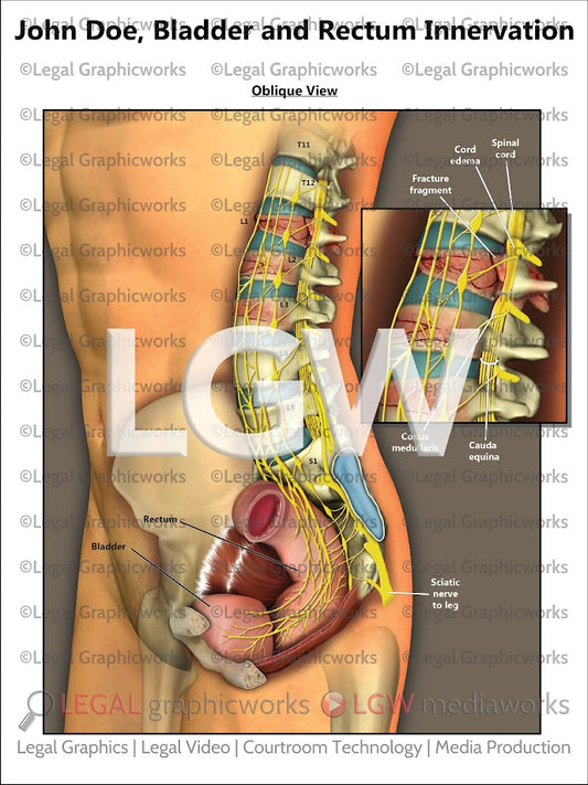 Bladder and Rectum Innervation
