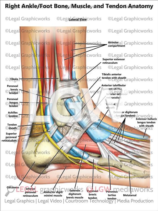 Right Ankle/Foot Bone, Muscle, and Tendon Anatomy