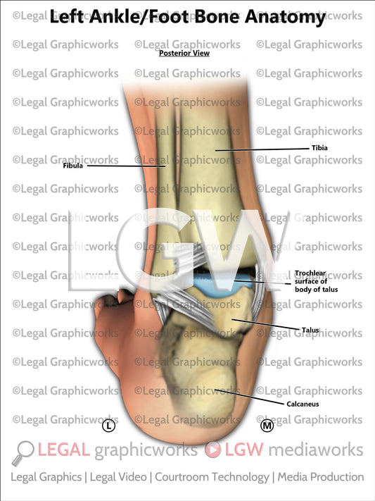 Left Ankle/Foot Bone Anatomy
