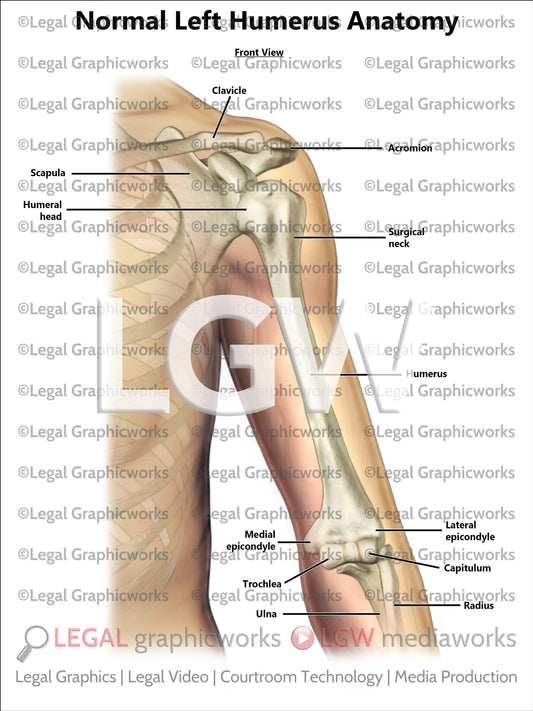 Normal Left Humerus Anatomy