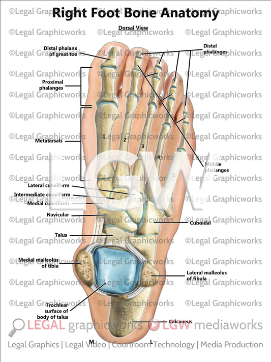 Right Foot Bone Anatomy