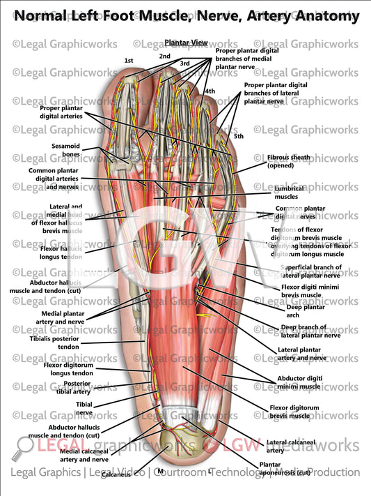 Normal Left Foot Muscle, Nerve, Artery Anatomy