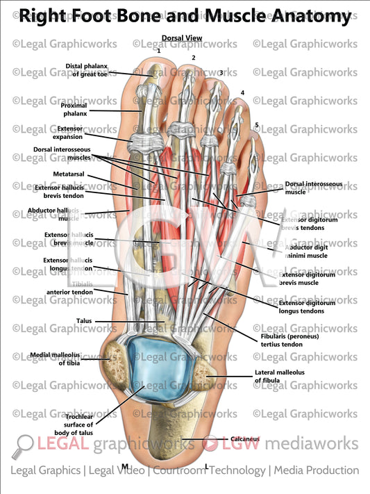 Right Foot Bone and Muscle Anatomy
