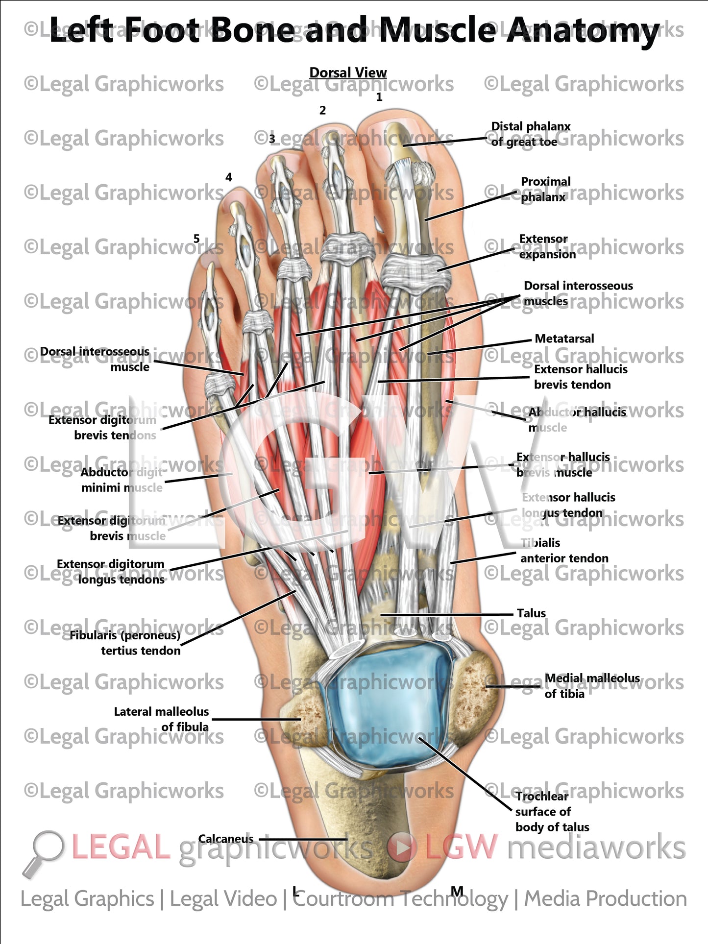 Left Foot Bone and Muscle Anatomy