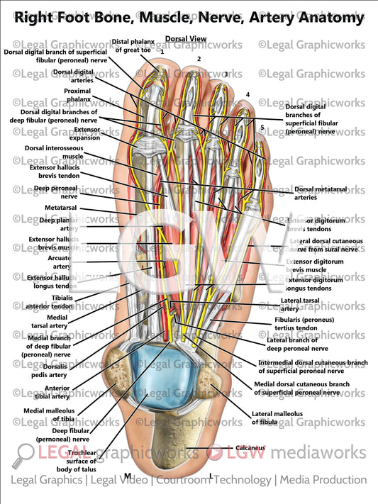 Right Foot Bone, Muscle, Nerve, Artery Anatomy