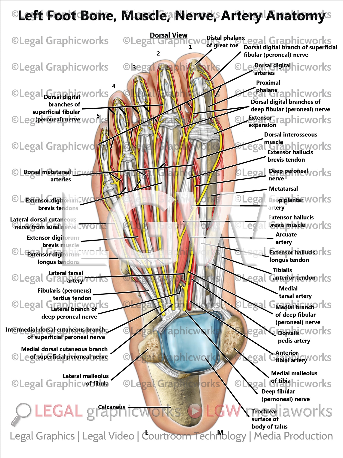 Left Foot Bone, Muscle, Nerve, Artery Anatomy