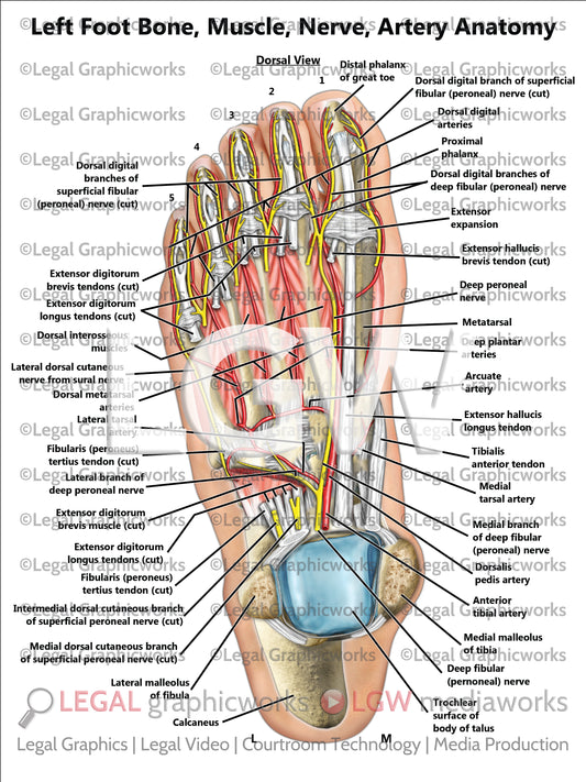 Left Foot Bone, Muscle, Nerve, Artery Anatomy