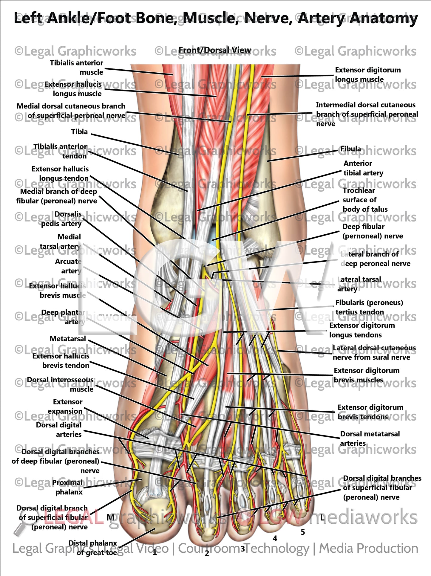 Left Ankle/Foot Bone, Muscle, Nerve, Artery Anatomy