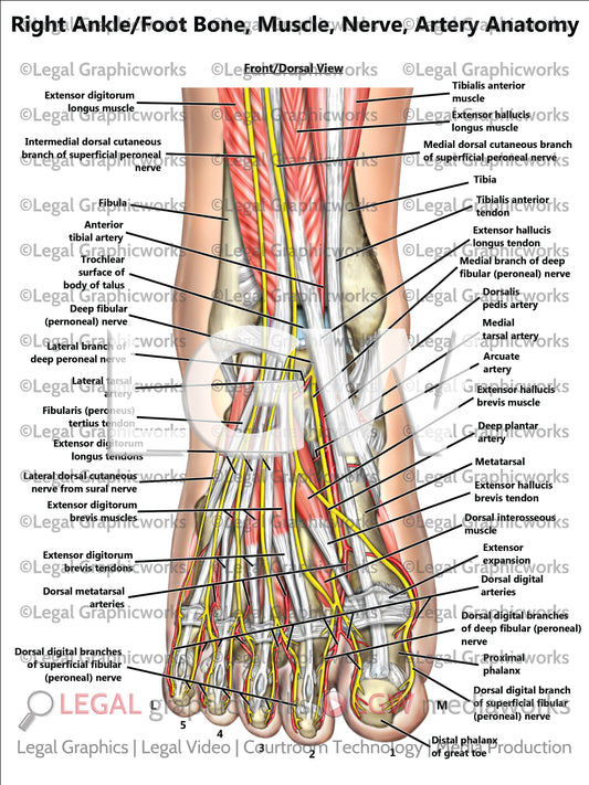 Right Ankle/Foot Bone, Muscle, Nerve, Artery Anatomy