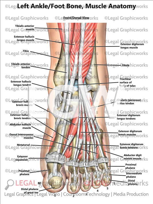 Left Ankle/Foot Bone, Muscle Anatomy