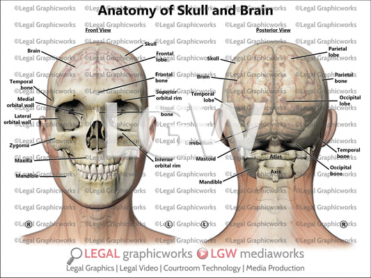 Anatomy of Skull and Brain