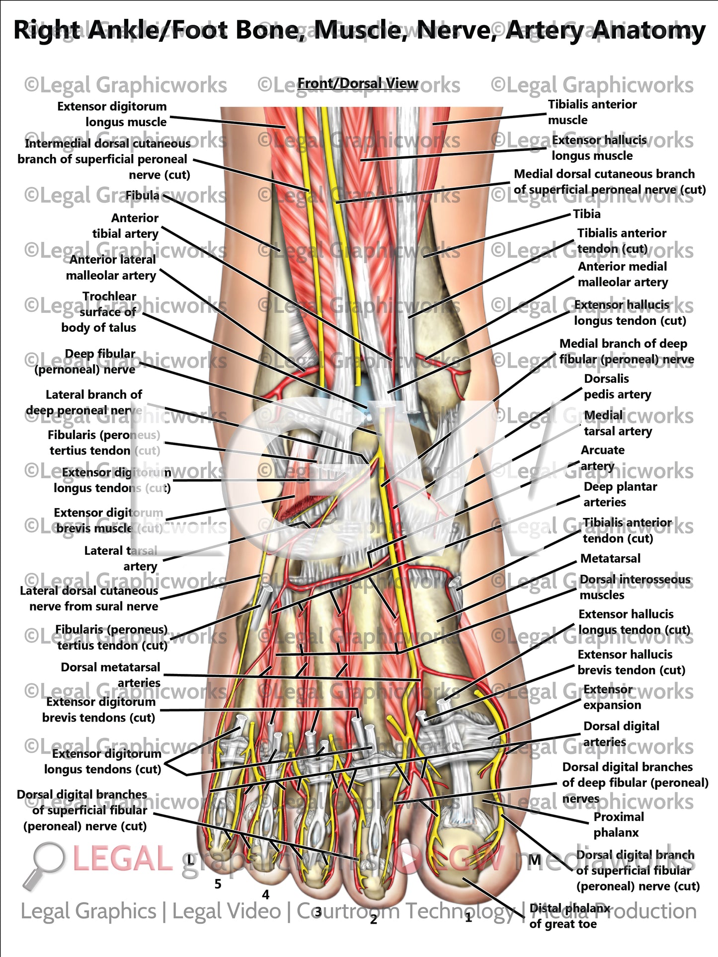 Right Ankle/Foot Bone, Muscle, Nerve, Artery Anatomy