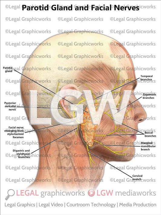 Parotid Gland and Facial Nerves