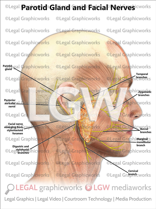 Parotid Gland and Facial Nerves