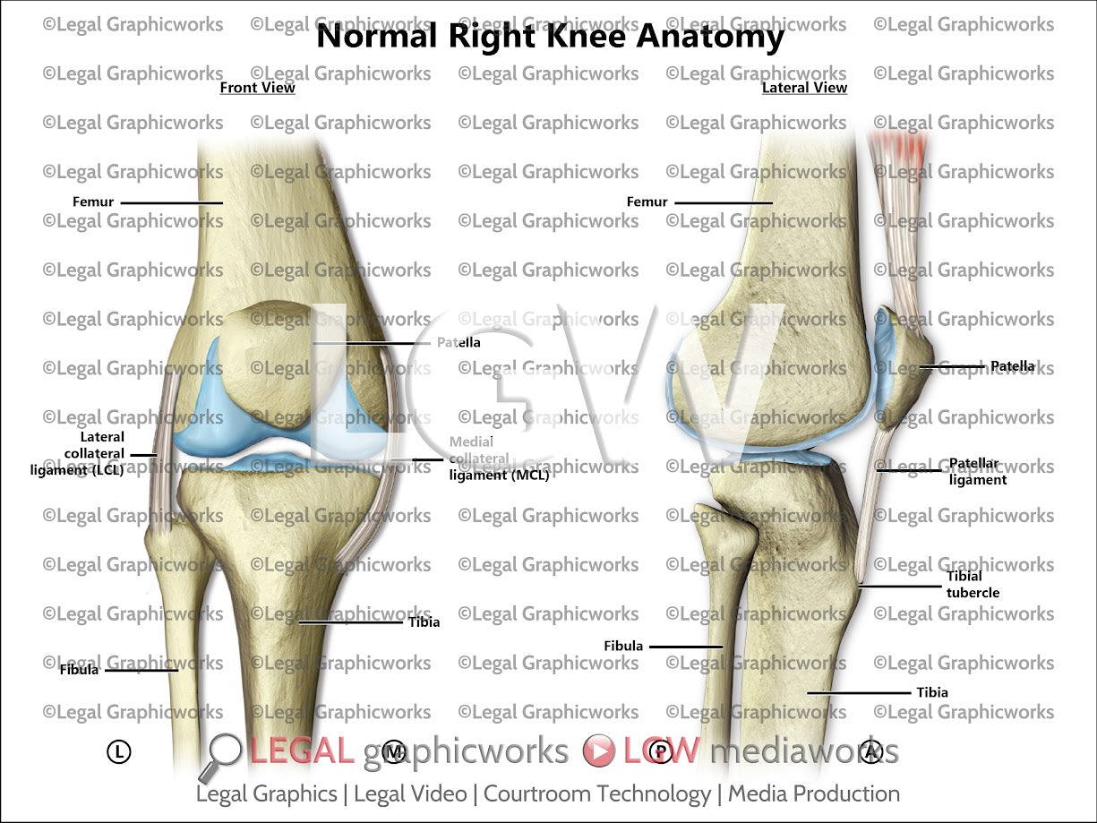 Normal Right Knee Anatomy