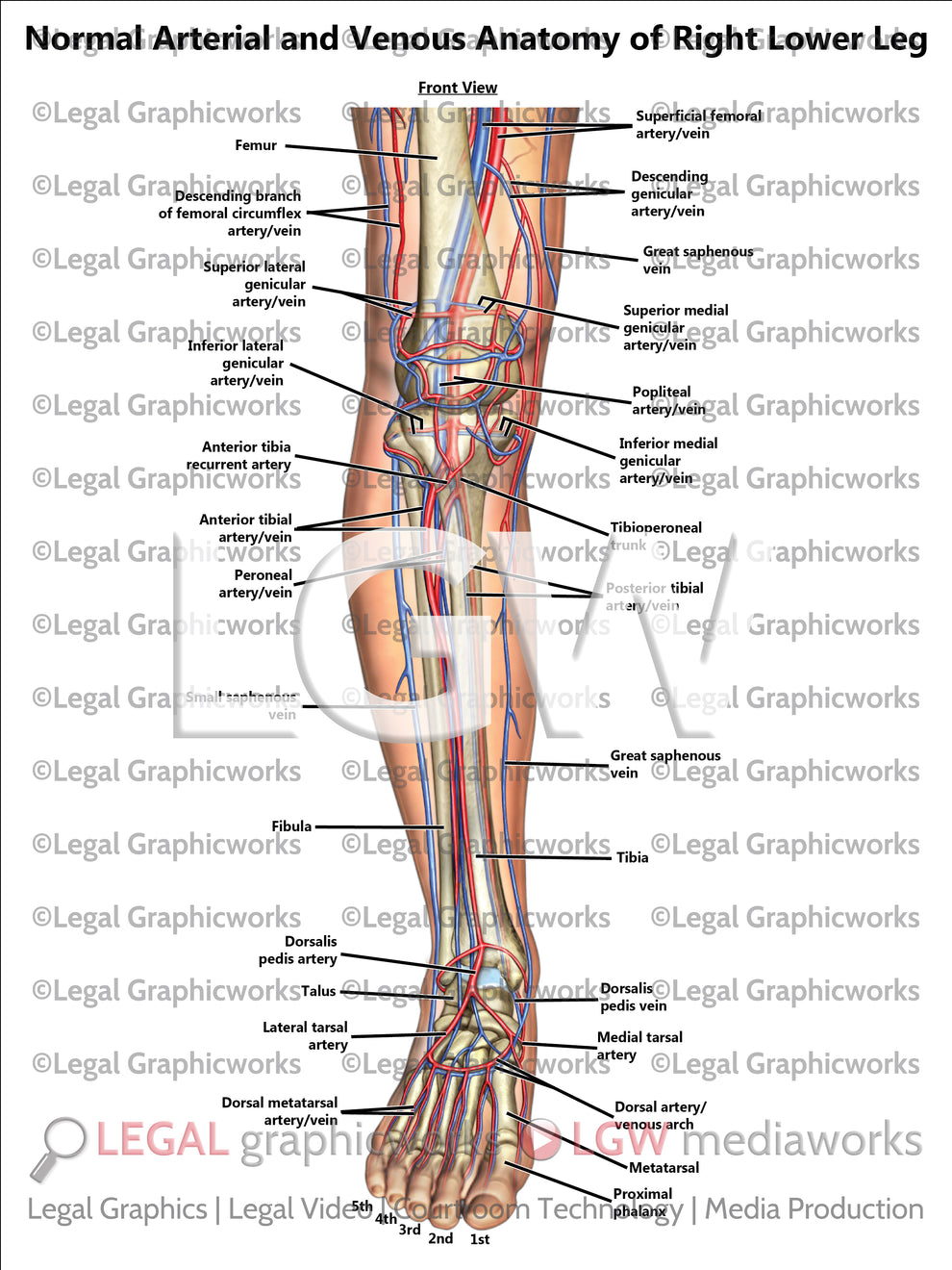 Normal Arterial and Venous Anatomy of Right Lower Leg – LGWgo