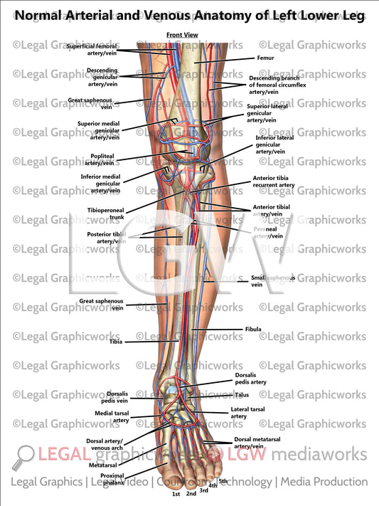 Normal Arterial and Venous Anatomy of Left Lower Leg