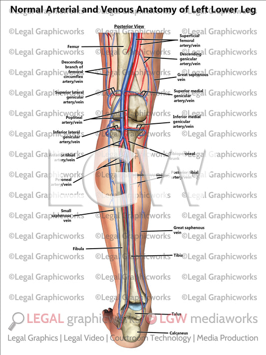 Normal Arterial and Venous Anatomy of Left Lower Leg