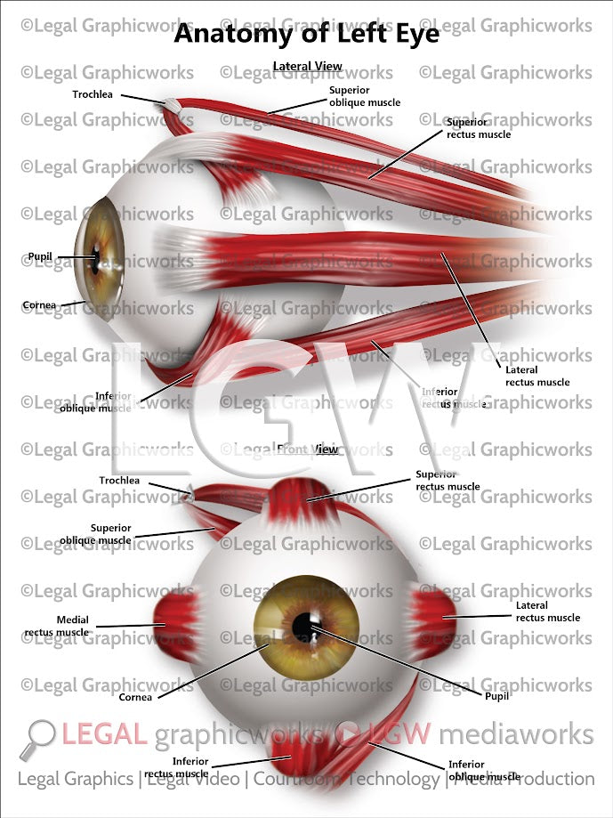 Anatomy of Left Eye