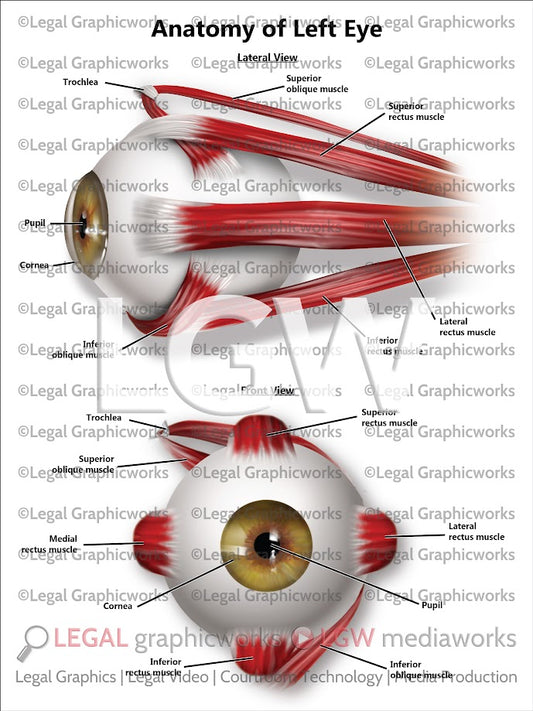 Anatomy of Left Eye